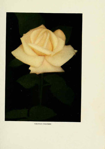 Reproducción/Reproduction 6309174496: The practical book of outdoor rose growing for the home garden Philadelphia and London,J.B. Lippincott, Co.,1920