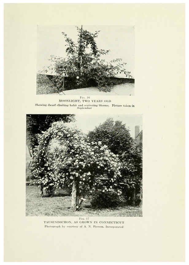Reproducción/Reproduction 6308659183: The practical book of outdoor rose growing for the home garden Philadelphia and London,J.B. Lippincott, Co.,1920