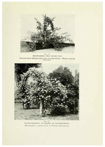 Reproducción/Reproduction 6308659183: The practical book of outdoor rose growing for the home garden Philadelphia and London,J.B. Lippincott, Co.,1920