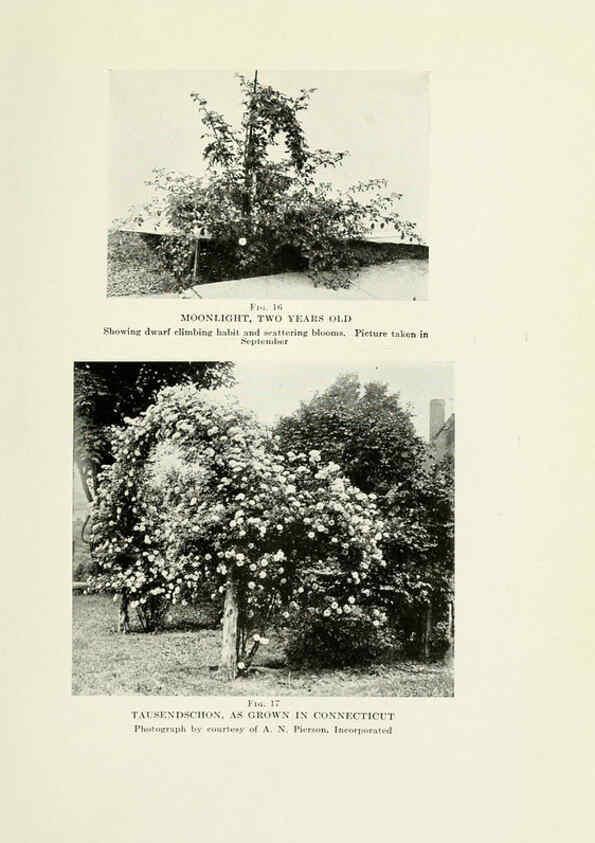 Reproducción/Reproduction 6308659183: The practical book of outdoor rose growing for the home garden Philadelphia and London,J.B. Lippincott, Co.,1920
