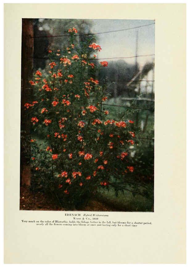 Reproducción/Reproduction 6309180290: The practical book of outdoor rose growing for the home garden Philadelphia and London,J.B. Lippincott, Co.,1920