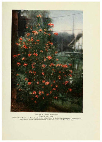 Reproducción/Reproduction 6309180290: The practical book of outdoor rose growing for the home garden Philadelphia and London,J.B. Lippincott, Co.,1920