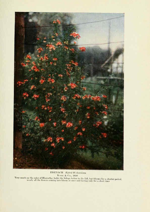Reproducción/Reproduction 6309180290: The practical book of outdoor rose growing for the home garden Philadelphia and London,J.B. Lippincott, Co.,1920