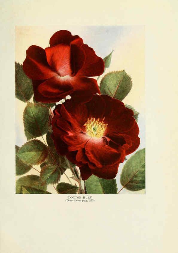 Reproducción/Reproduction 6309183724: The practical book of outdoor rose growing for the home garden Philadelphia and London,J.B. Lippincott, Co.,1920