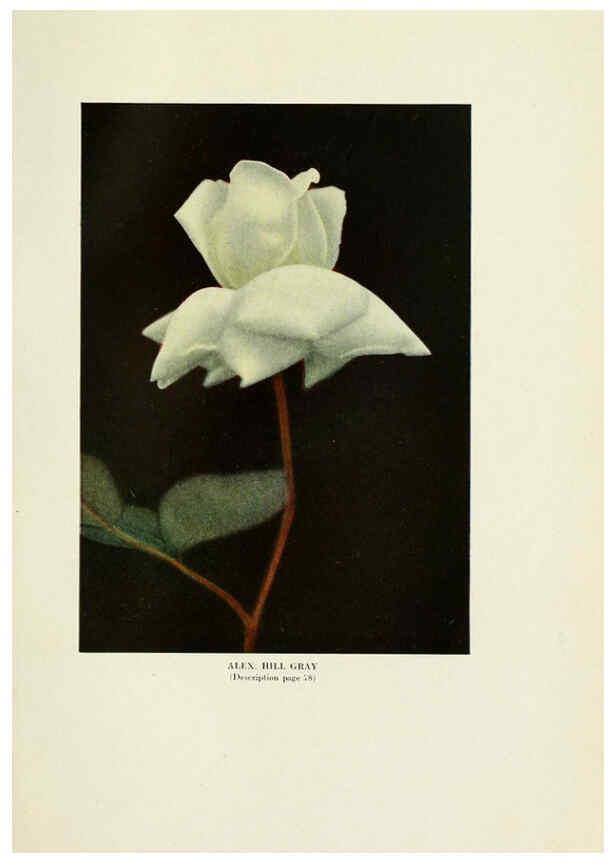 Reproducción/Reproduction 6309183868: The practical book of outdoor rose growing for the home garden Philadelphia and London,J.B. Lippincott, Co.,1920