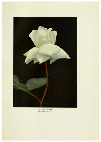 Reproducción/Reproduction 6309183868: The practical book of outdoor rose growing for the home garden Philadelphia and London,J.B. Lippincott, Co.,1920