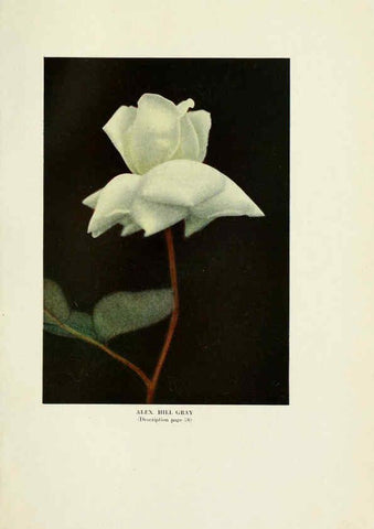 Reproducción/Reproduction 6309183868: The practical book of outdoor rose growing for the home garden Philadelphia and London,J.B. Lippincott, Co.,1920