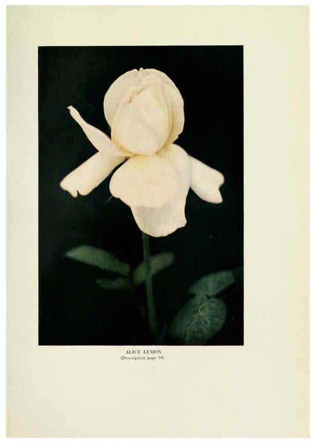 Reproducción/Reproduction 6309184008: The practical book of outdoor rose growing for the home garden Philadelphia and London,J.B. Lippincott, Co.,1920