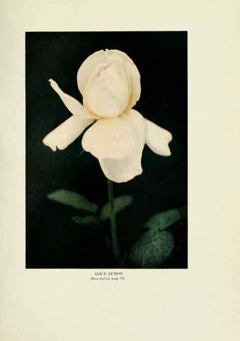 Reproducción/Reproduction 6309184008: The practical book of outdoor rose growing for the home garden Philadelphia and London,J.B. Lippincott, Co.,1920