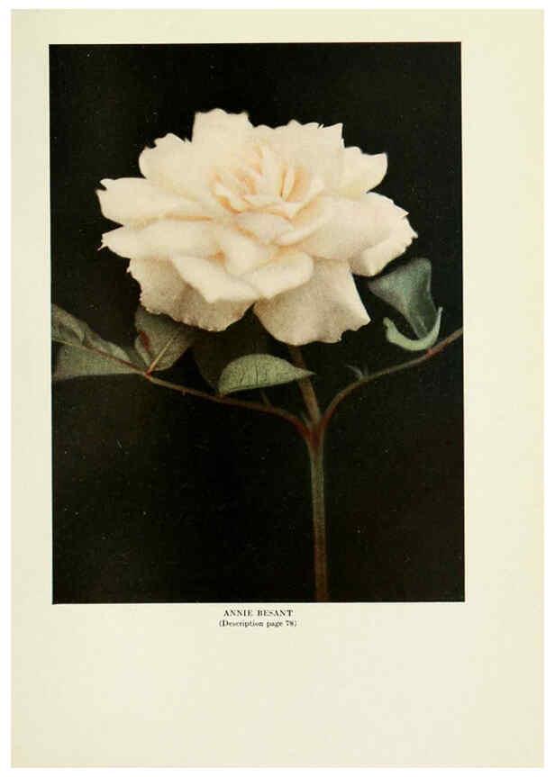 Reproducción/Reproduction 6309184150: The practical book of outdoor rose growing for the home garden Philadelphia and London,J.B. Lippincott, Co.,1920