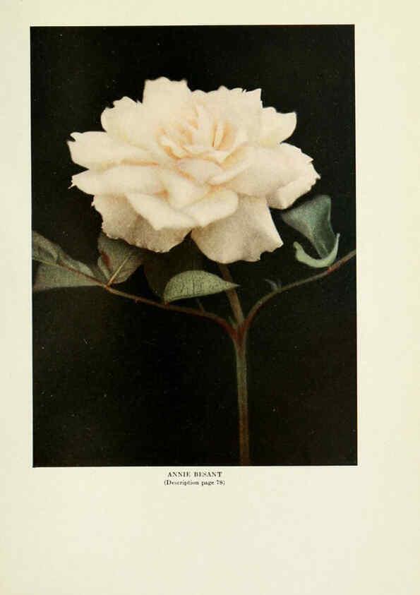 Reproducción/Reproduction 6309184150: The practical book of outdoor rose growing for the home garden Philadelphia and London,J.B. Lippincott, Co.,1920