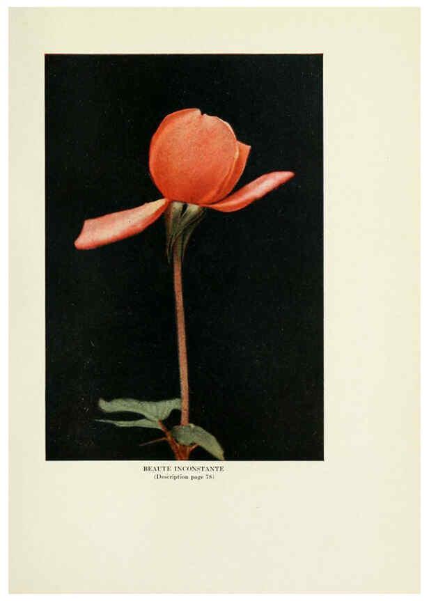 Reproducción/Reproduction 6308663387: The practical book of outdoor rose growing for the home garden Philadelphia and London,J.B. Lippincott, Co.,1920