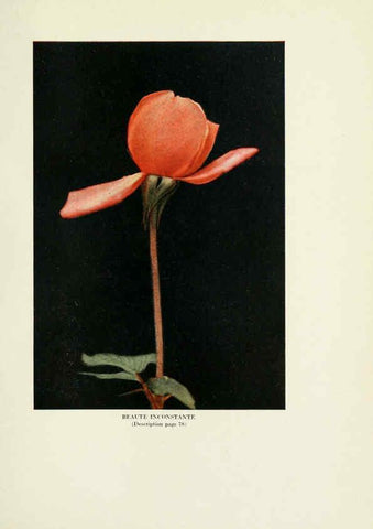 Reproducción/Reproduction 6308663387: The practical book of outdoor rose growing for the home garden Philadelphia and London,J.B. Lippincott, Co.,1920
