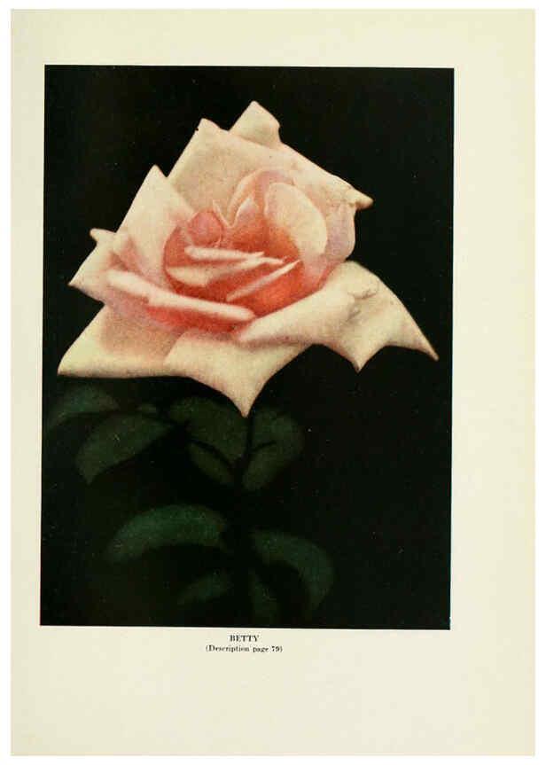 Reproducción/Reproduction 6308663545: The practical book of outdoor rose growing for the home garden Philadelphia and London,J.B. Lippincott, Co.,1920