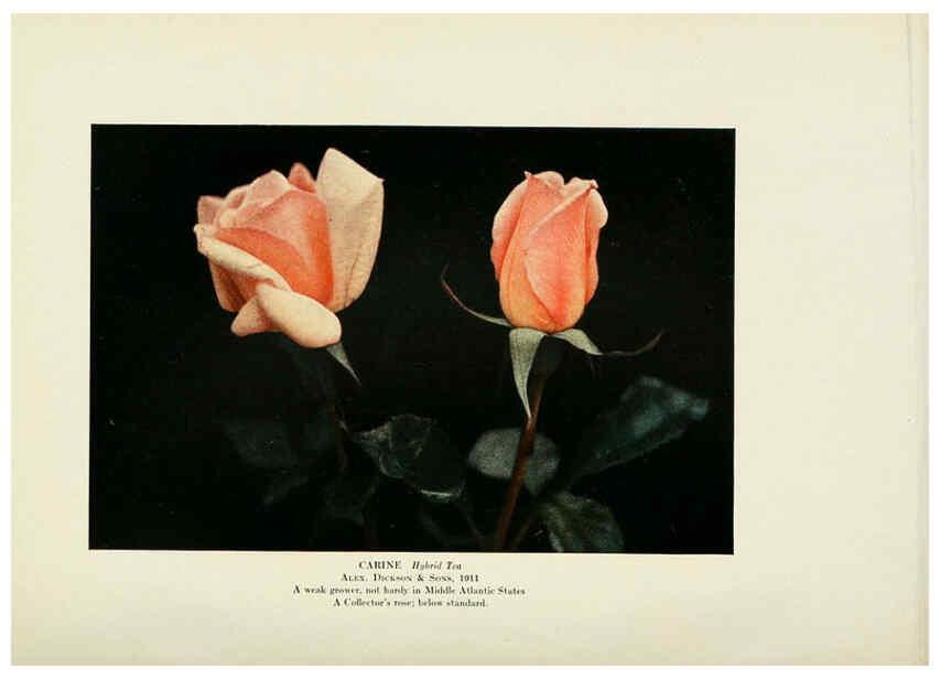 Reproducción/Reproduction 6309184540: The practical book of outdoor rose growing for the home garden Philadelphia and London,J.B. Lippincott, Co.,1920