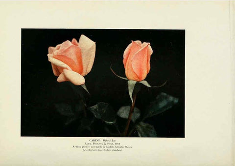 Reproducción/Reproduction 6309184540: The practical book of outdoor rose growing for the home garden Philadelphia and London,J.B. Lippincott, Co.,1920