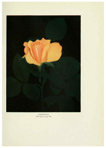 Reproducción/Reproduction 6309184702: The practical book of outdoor rose growing for the home garden Philadelphia and London,J.B. Lippincott, Co.,1920