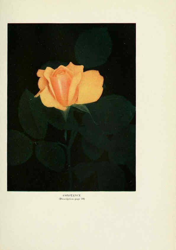 Reproducción/Reproduction 6309184702: The practical book of outdoor rose growing for the home garden Philadelphia and London,J.B. Lippincott, Co.,1920