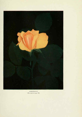 Reproducción/Reproduction 6309184702: The practical book of outdoor rose growing for the home garden Philadelphia and London,J.B. Lippincott, Co.,1920