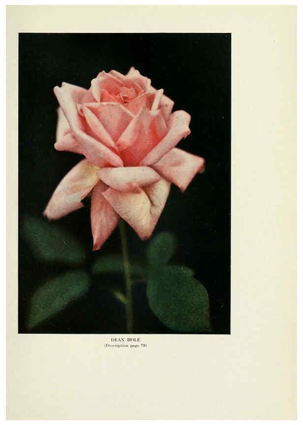 Reproducción/Reproduction 6308663973: The practical book of outdoor rose growing for the home garden Philadelphia and London,J.B. Lippincott, Co.,1920