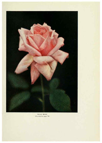 Reproducción/Reproduction 6308663973: The practical book of outdoor rose growing for the home garden Philadelphia and London,J.B. Lippincott, Co.,1920