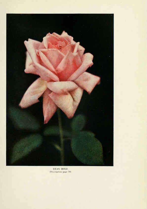 Reproducción/Reproduction 6308663973: The practical book of outdoor rose growing for the home garden Philadelphia and London,J.B. Lippincott, Co.,1920