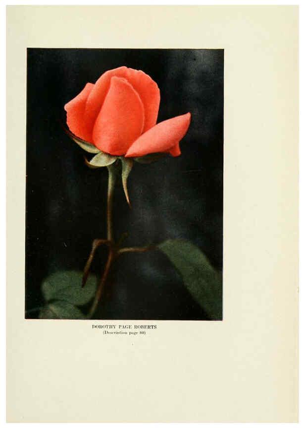 Reproducción/Reproduction 6309185004: The practical book of outdoor rose growing for the home garden Philadelphia and London,J.B. Lippincott, Co.,1920