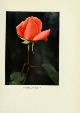 Reproducción/Reproduction 6309185004: The practical book of outdoor rose growing for the home garden Philadelphia and London,J.B. Lippincott, Co.,1920