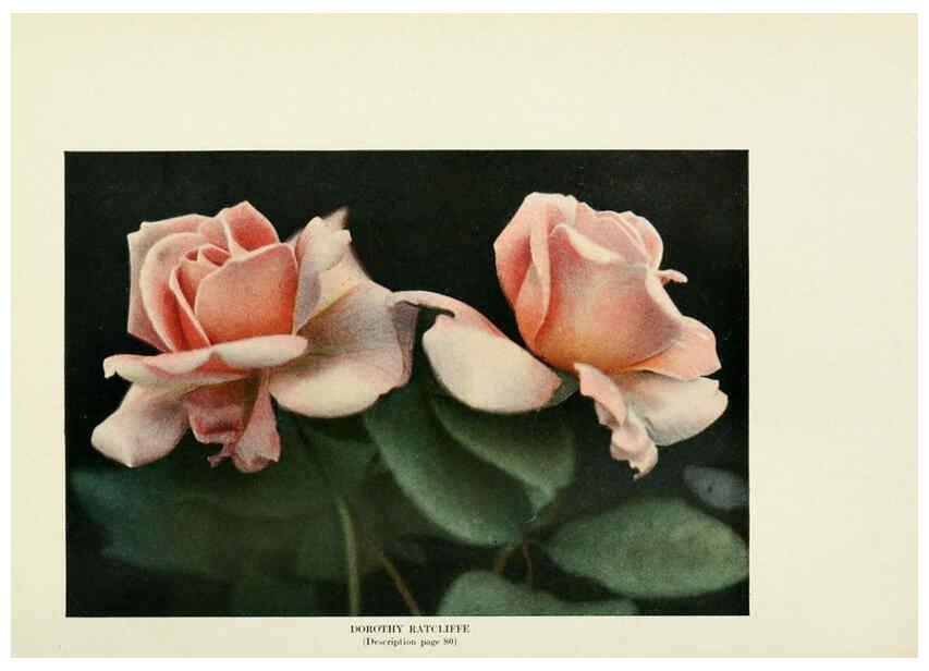 Reproducción/Reproduction 6309185156: The practical book of outdoor rose growing for the home garden Philadelphia and London,J.B. Lippincott, Co.,1920