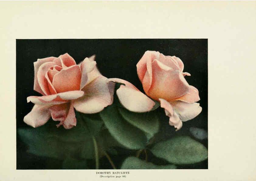 Reproducción/Reproduction 6309185156: The practical book of outdoor rose growing for the home garden Philadelphia and London,J.B. Lippincott, Co.,1920