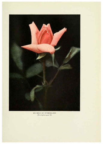 Reproducción/Reproduction 6309185332: The practical book of outdoor rose growing for the home garden Philadelphia and London,J.B. Lippincott, Co.,1920
