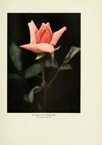 Reproducción/Reproduction 6309185332: The practical book of outdoor rose growing for the home garden Philadelphia and London,J.B. Lippincott, Co.,1920