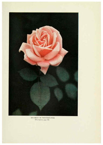 Reproducción/Reproduction 6309185452: The practical book of outdoor rose growing for the home garden Philadelphia and London,J.B. Lippincott, Co.,1920
