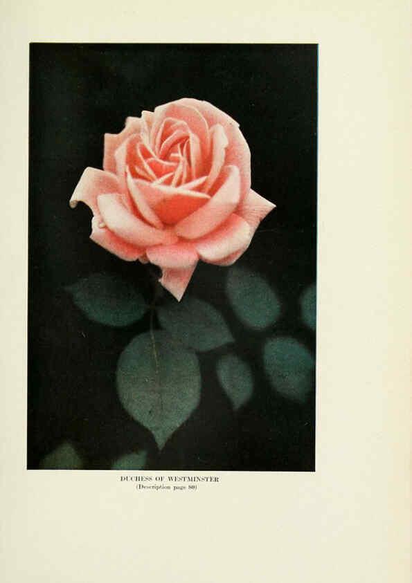 Reproducción/Reproduction 6309185452: The practical book of outdoor rose growing for the home garden Philadelphia and London,J.B. Lippincott, Co.,1920