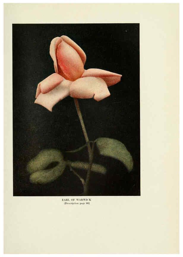 Reproducción/Reproduction 6308664771: The practical book of outdoor rose growing for the home garden Philadelphia and London,J.B. Lippincott, Co.,1920
