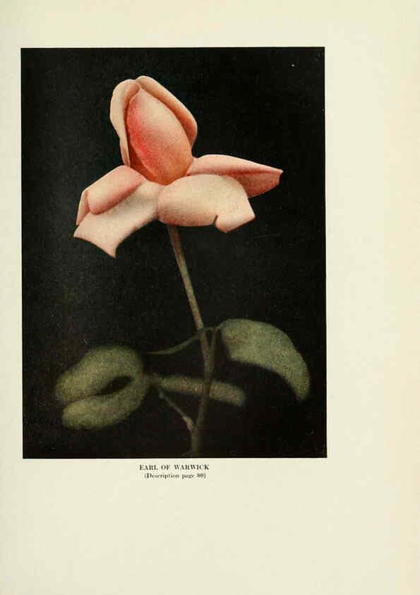 Reproducción/Reproduction 6308664771: The practical book of outdoor rose growing for the home garden Philadelphia and London,J.B. Lippincott, Co.,1920