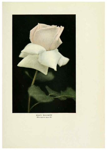 Reproducción/Reproduction 6309185856: The practical book of outdoor rose growing for the home garden Philadelphia and London,J.B. Lippincott, Co.,1920
