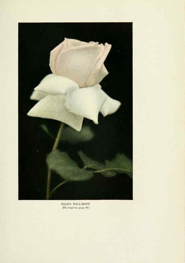 Reproducción/Reproduction 6309185856: The practical book of outdoor rose growing for the home garden Philadelphia and London,J.B. Lippincott, Co.,1920