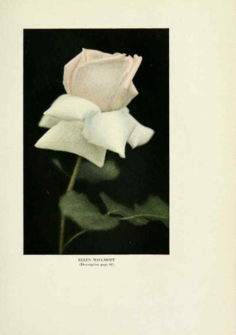 Reproducción/Reproduction 6309185856: The practical book of outdoor rose growing for the home garden Philadelphia and London,J.B. Lippincott, Co.,1920
