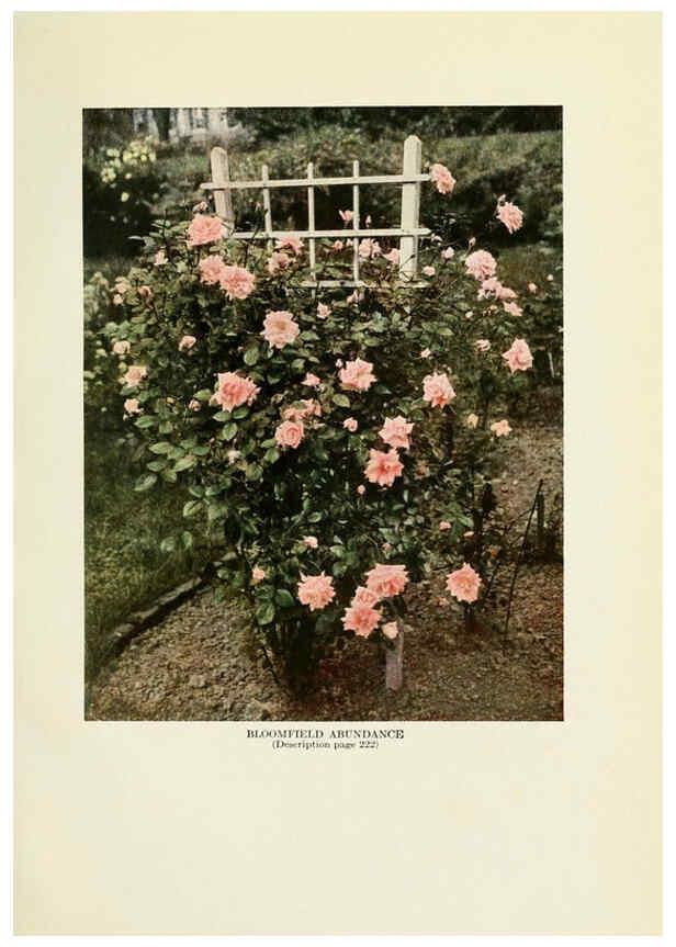 Reproducción/Reproduction 6308662691: The practical book of outdoor rose growing for the home garden Philadelphia and London,J.B. Lippincott, Co.,1920