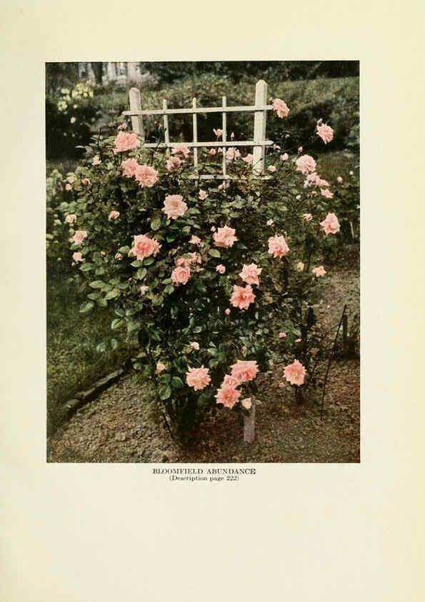 Reproducción/Reproduction 6308662691: The practical book of outdoor rose growing for the home garden Philadelphia and London,J.B. Lippincott, Co.,1920
