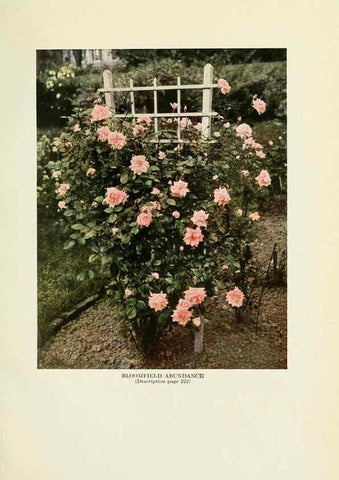 Reproducción/Reproduction 6308662691: The practical book of outdoor rose growing for the home garden Philadelphia and London,J.B. Lippincott, Co.,1920