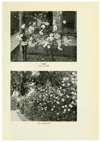 Reproducción/Reproduction 6309183454: The practical book of outdoor rose growing for the home garden Philadelphia and London,J.B. Lippincott, Co.,1920