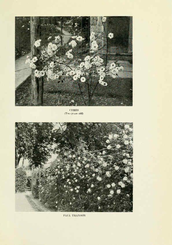 Reproducción/Reproduction 6309183454: The practical book of outdoor rose growing for the home garden Philadelphia and London,J.B. Lippincott, Co.,1920