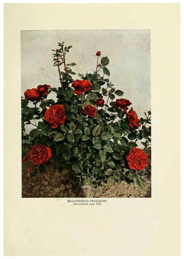 Reproducción/Reproduction 6309183282: The practical book of outdoor rose growing for the home garden Philadelphia and London,J.B. Lippincott, Co.,1920