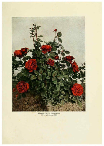 Reproducción/Reproduction 6309183282: The practical book of outdoor rose growing for the home garden Philadelphia and London,J.B. Lippincott, Co.,1920