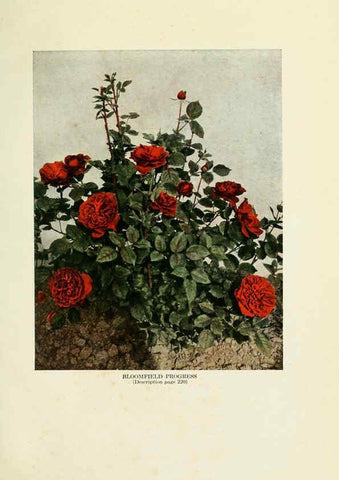 Reproducción/Reproduction 6309183282: The practical book of outdoor rose growing for the home garden Philadelphia and London,J.B. Lippincott, Co.,1920