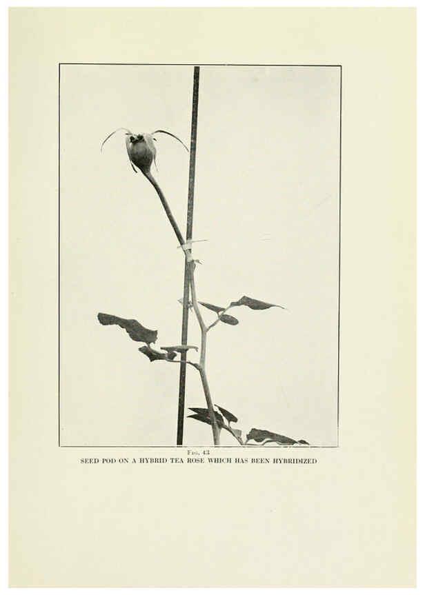Reproducción/Reproduction 6308662281: The practical book of outdoor rose growing for the home garden Philadelphia and London,J.B. Lippincott, Co.,1920