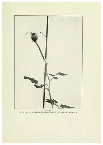 Reproducción/Reproduction 6308662281: The practical book of outdoor rose growing for the home garden Philadelphia and London,J.B. Lippincott, Co.,1920