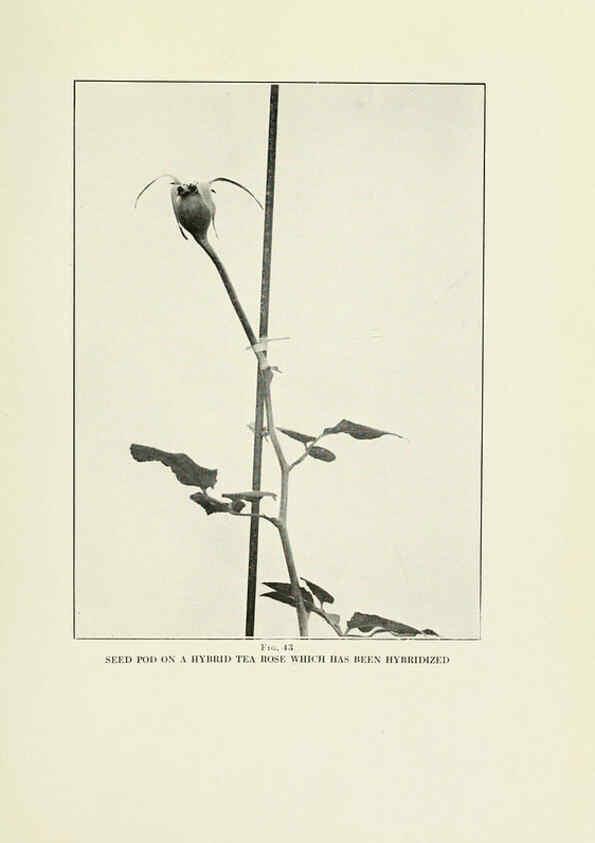 Reproducción/Reproduction 6308662281: The practical book of outdoor rose growing for the home garden Philadelphia and London,J.B. Lippincott, Co.,1920